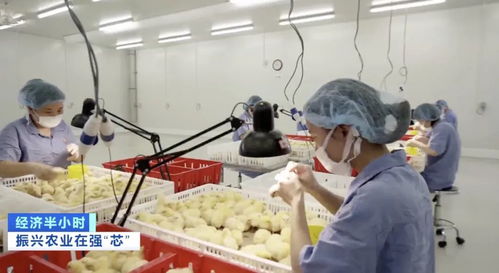 本土豬種瀕危 '二師兄'去哪兒了？農(nóng)作物種子經(jīng)營的警示