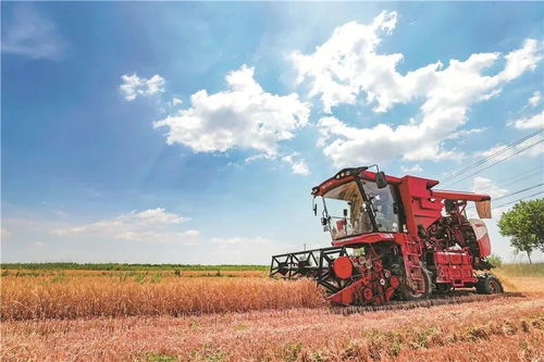 糧農(nóng)組織推動種子與作物多樣性發(fā)展，保障全球糧食安全