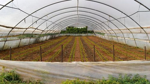 低成本高回報(bào) 農(nóng)作物種子經(jīng)營(yíng)，年賺六萬(wàn)不是夢(mèng)