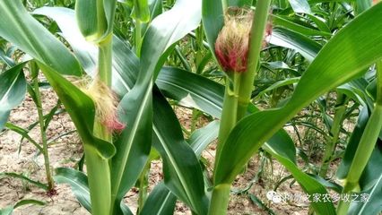 買玉米種子別犯難，掌握這幾招輕松選對(duì)好種